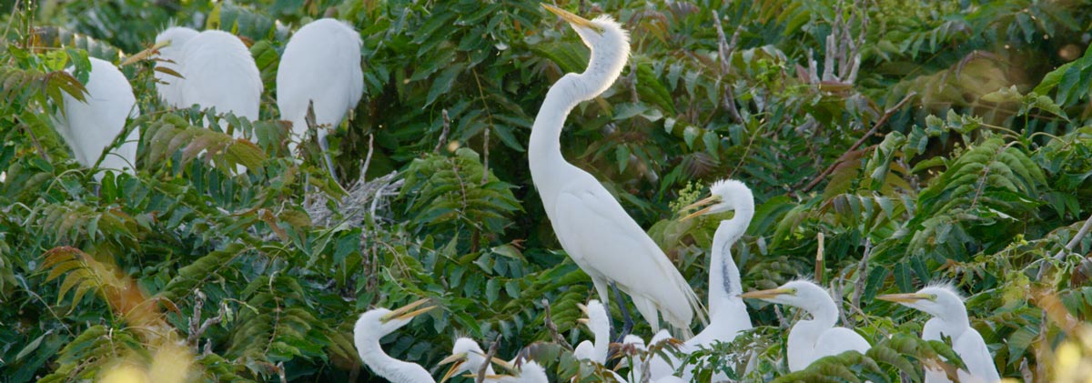 Nature PBS image 