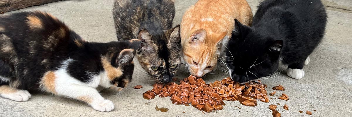 A team of CSEA and PEF members at Elmira Psychiatric Center have banded together to rescue stray cats around their work location, feeding, trapping, and spaying and neutering them with assistance from the Chemung County SPCA. 