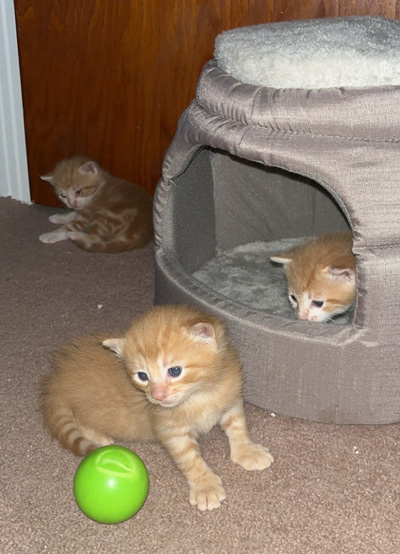 A team of CSEA and PEF members at Elmira Psychiatric Center have banded together to rescue stray cats around their work location, feeding, trapping, and spaying and neutering them with assistance from the Chemung County SPCA. 