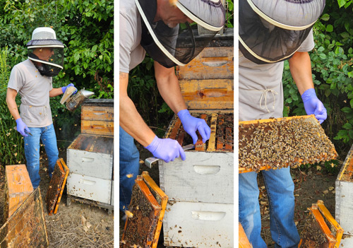 Apiary inspectors keep bee colonies healthy, protecting multi-million-dollar food industry