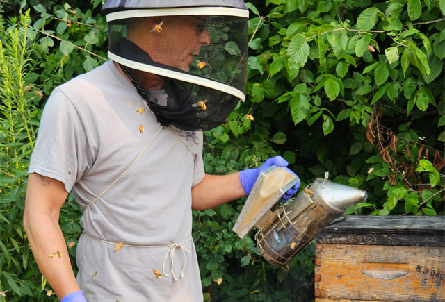 Apiary inspectors keep bee colonies healthy, protecting multi-million-dollar food industry