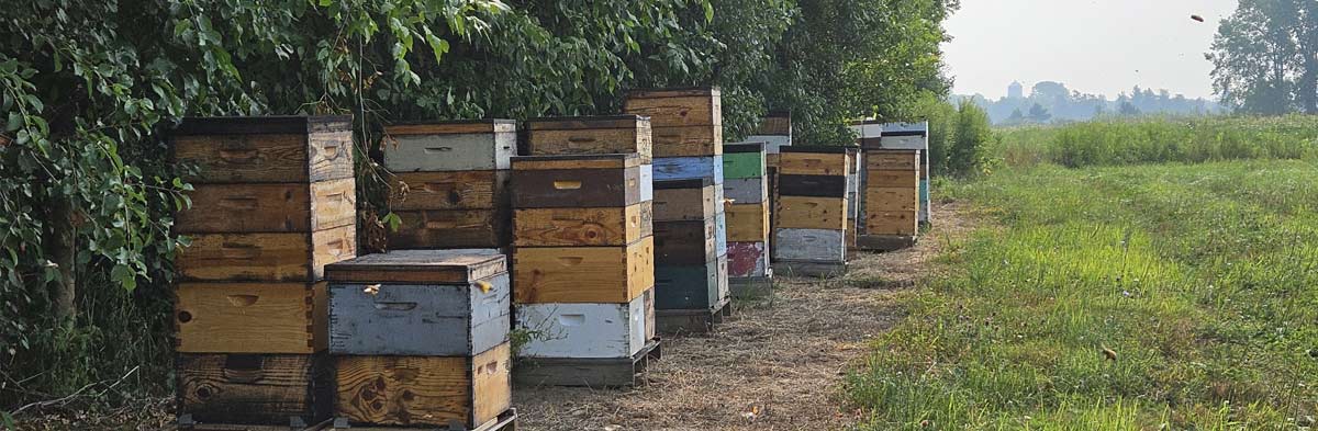 Apiary inspectors keep bee colonies healthy, protecting multi-million-dollar food industry