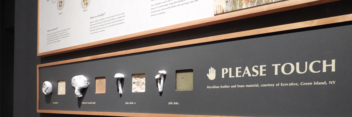 Members at State Museum make mushrooms exhibit accessible 